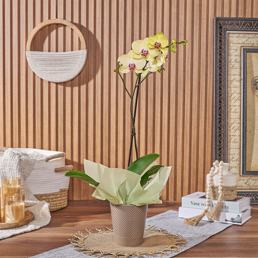 Yellow Orchid in Ceramic Pot – how the gift is presented