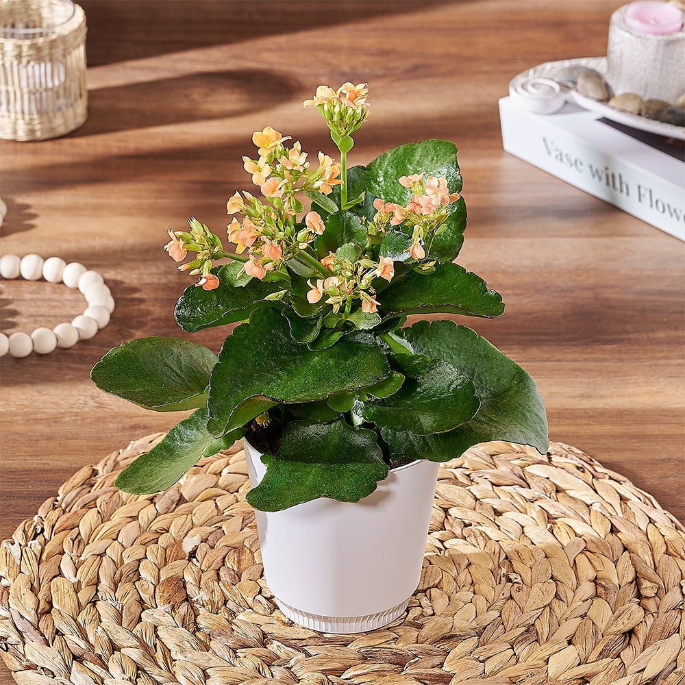 Lush Kalanchoe Potted Plant Gift – how the gift is presented