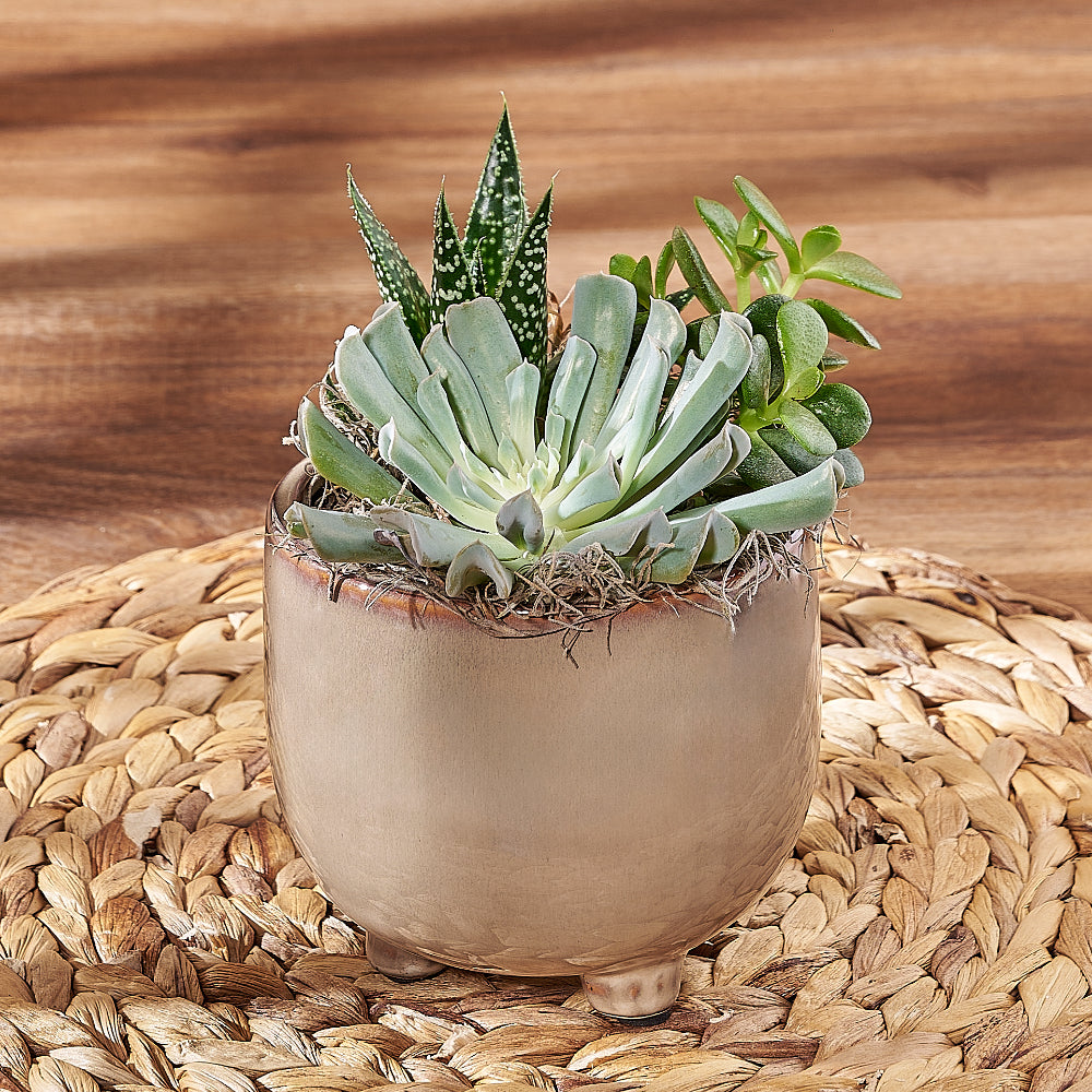 Premium Succulent Trio Potted Plant for Housewarming – how the gift is presented