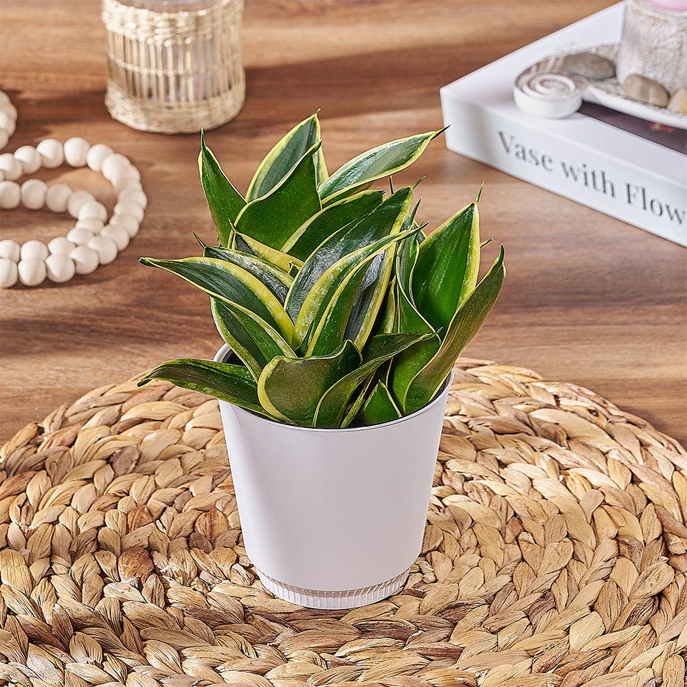 Easy Care Sansevieria Succulent Plant in 4 Inch Ceramic Planter – how the gift is presented
