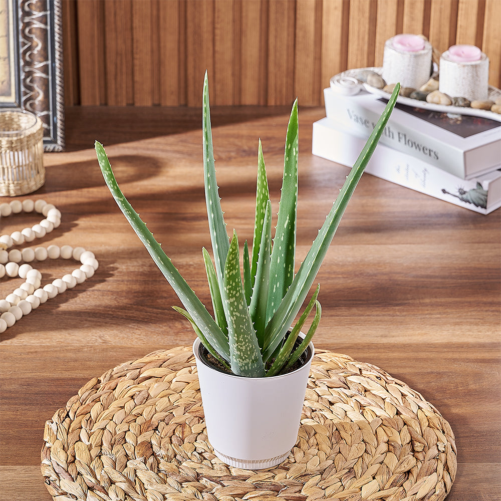 White Pot with Young Aloe Vera Plant – how the gift is presented