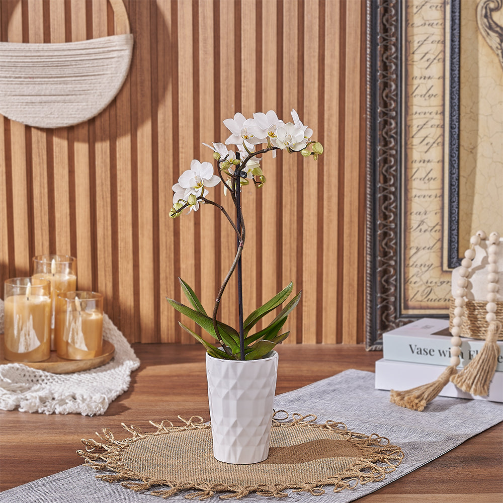 White Mini Orchid Plant with Ceramic Pot – how the gift is presented