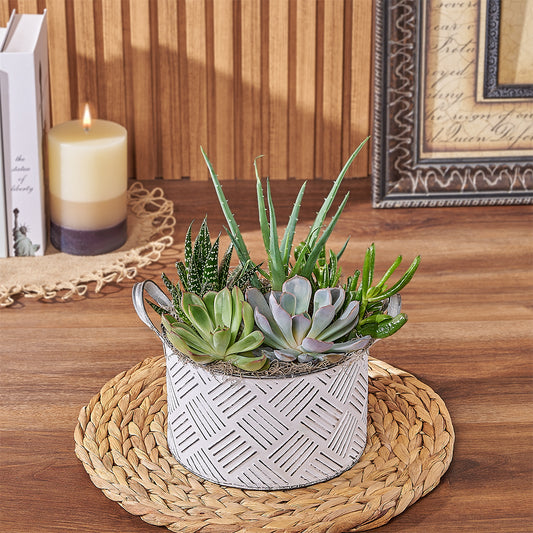 With the Generous Succulent Gift, enjoy a beautiful and vibrant plant gift that is sure to brighten up any space, Boston delivery