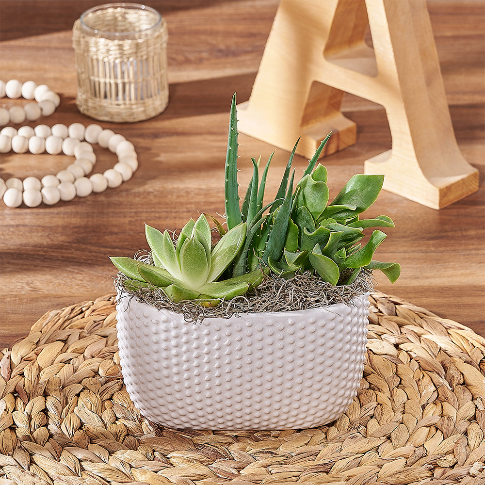 Modern Succulent Garden Plant with Textured White Planter – how the gift is presented