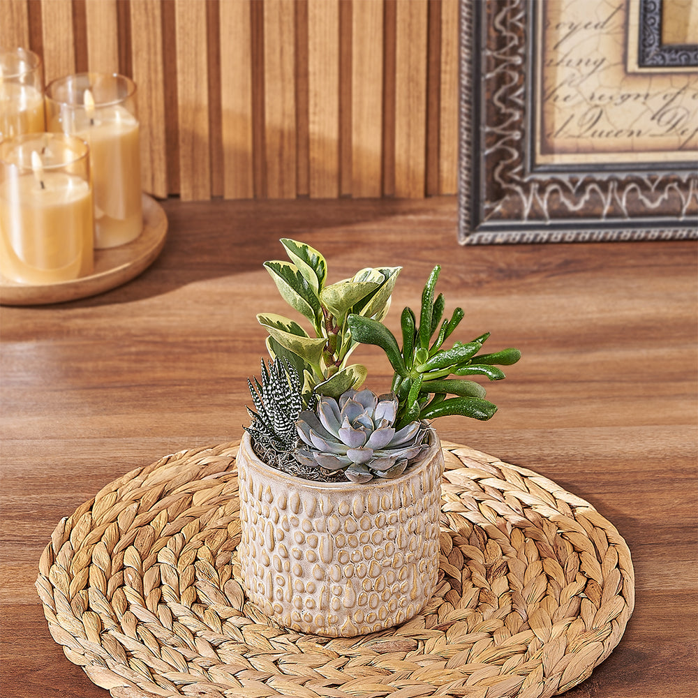 Custom Thank You Gift Baskets - Natural Succulent Plant Gift