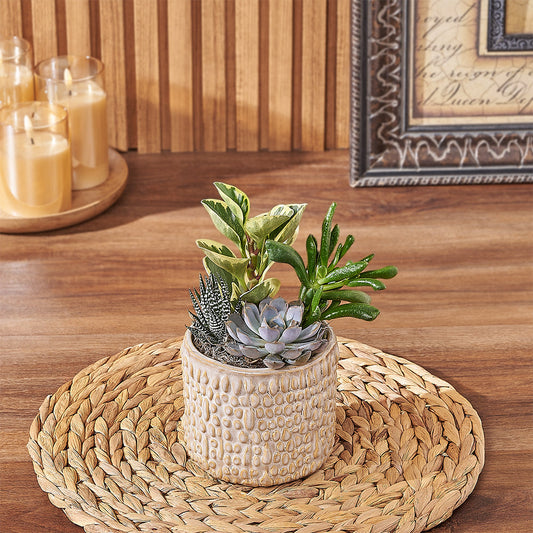 Custom Thank You Gift Baskets - Natural Succulent Plant Gift