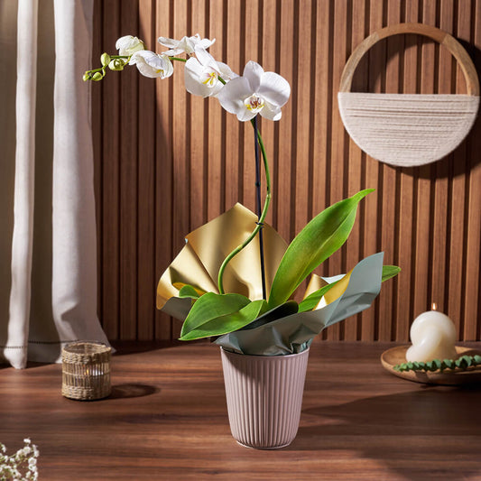 Custom Flowers - Pearl Essence Exotic Orchid Plant