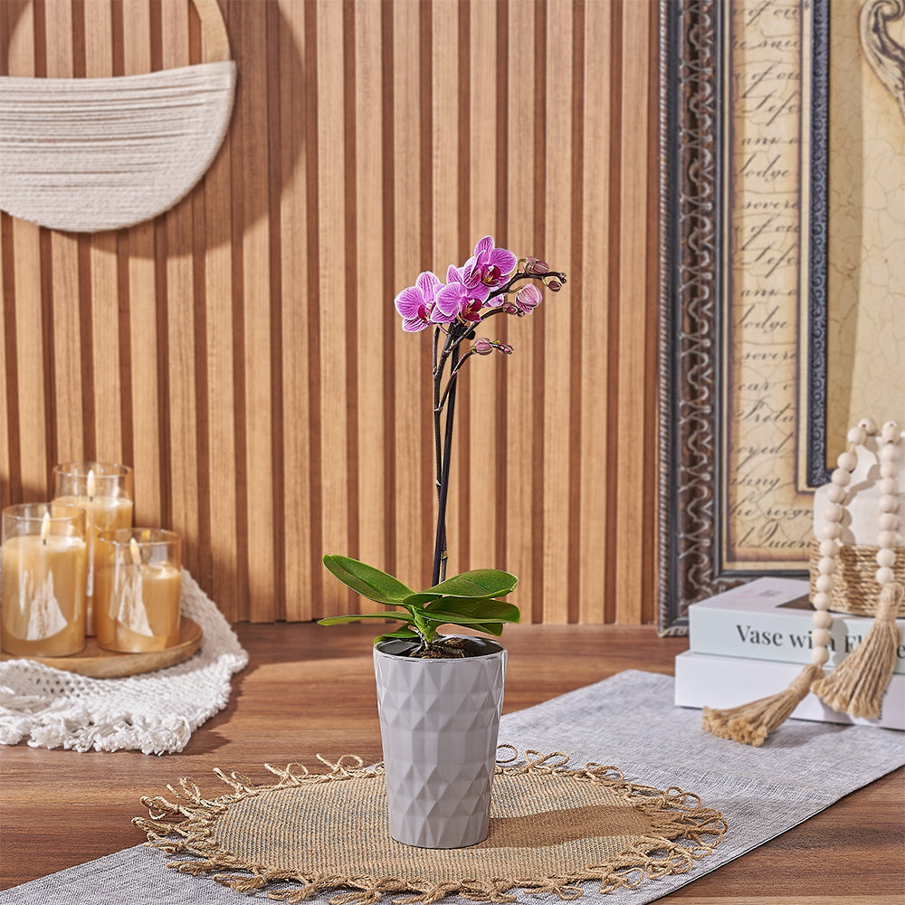 Miniature Pink Orchid Plant with Stylish Ceramic Planter – how the gift is presented