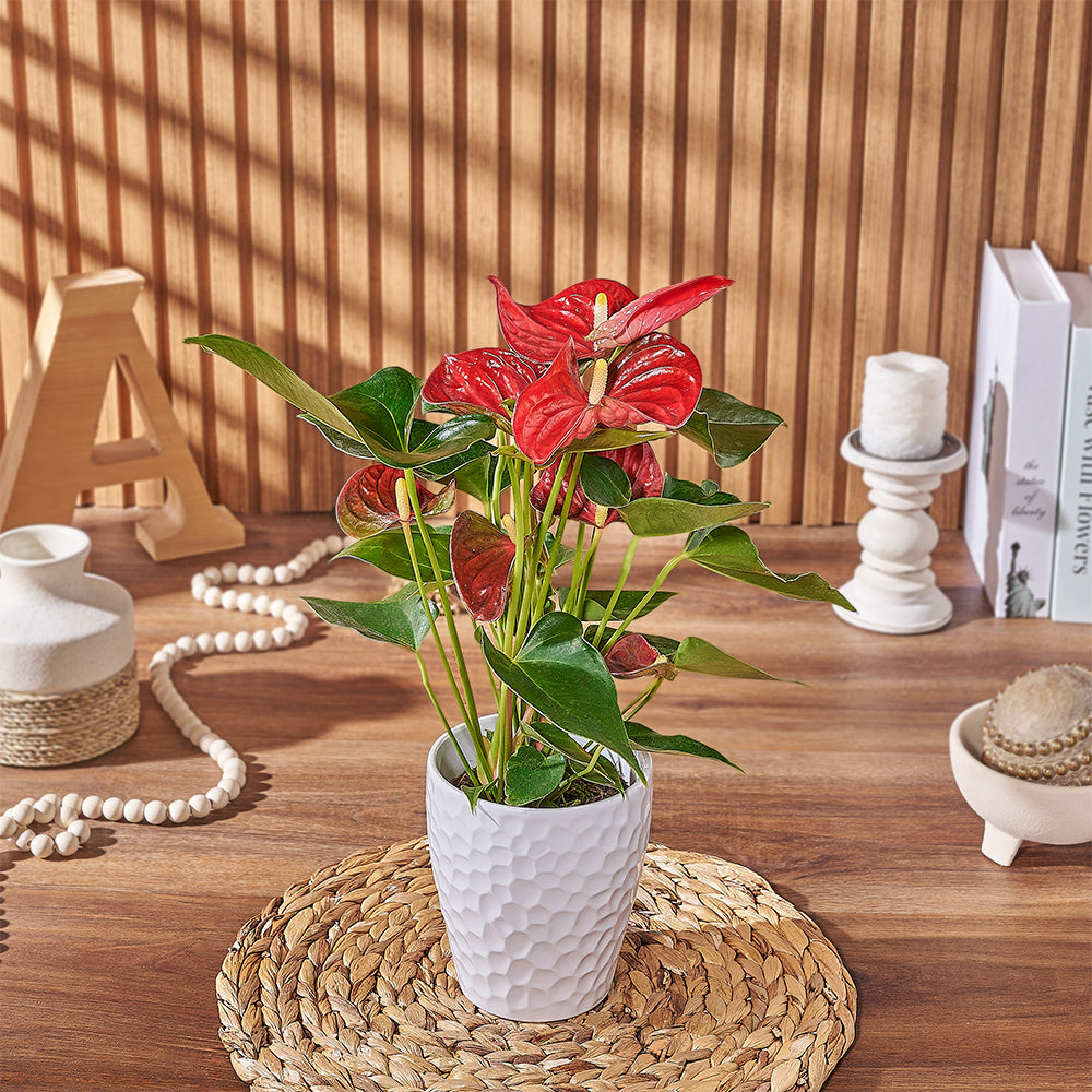 Red Anthurium Potted Plant – how the gift is presented