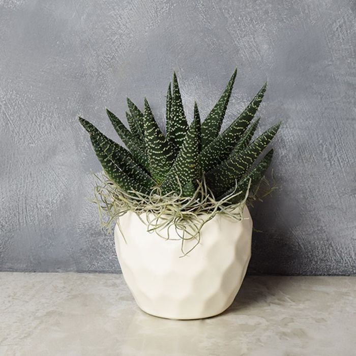 Potted Zebra Plant Succulent - Boston Baskets - Boston Delivery