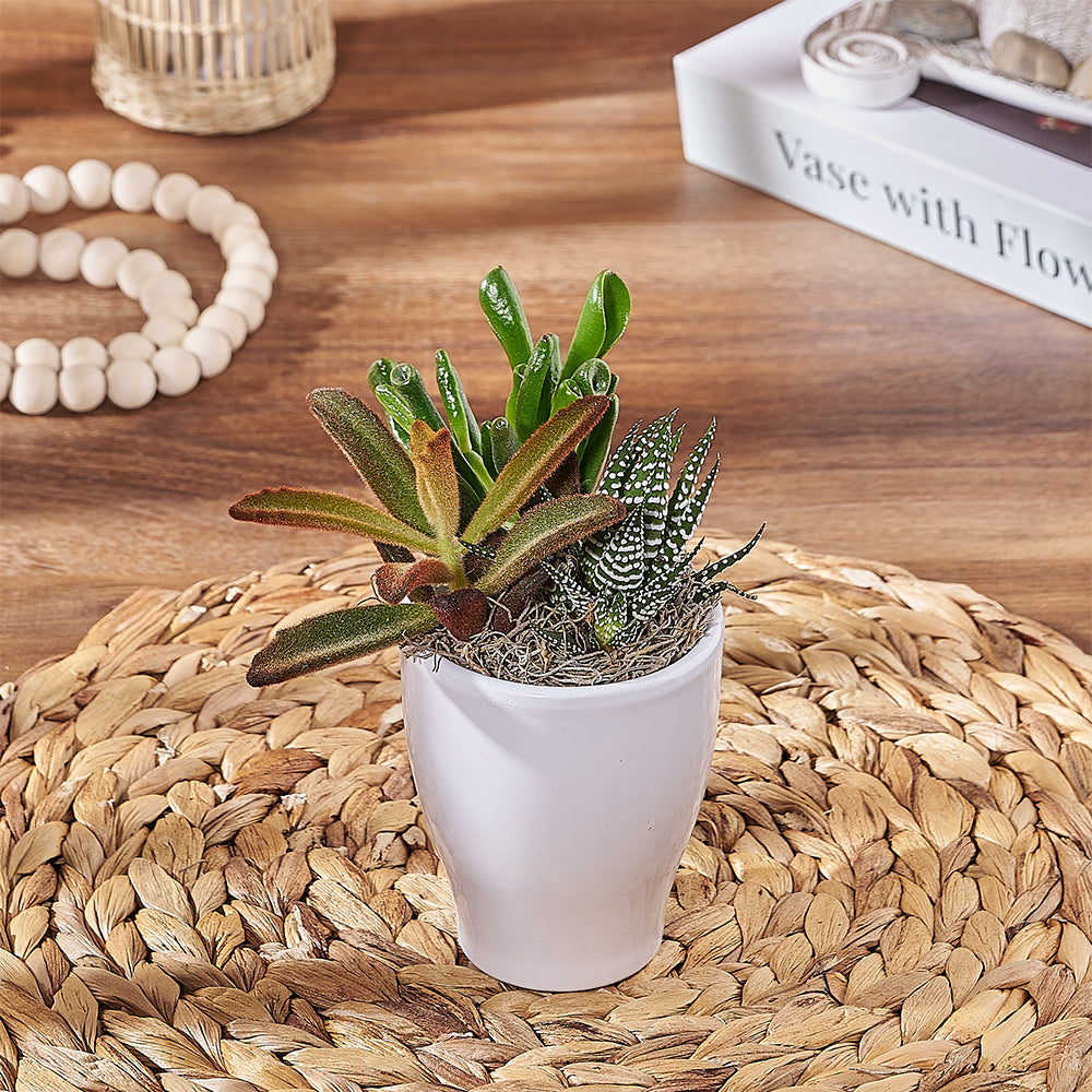White Ceramic Succulent Arrangement – how the gift is presented