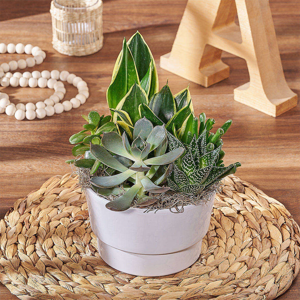 Succulent Garden in White Pot – how the gift is presented