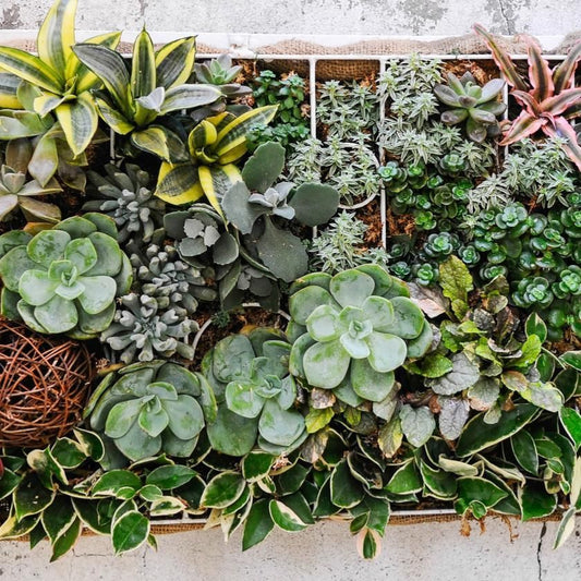 Succulents & Cacti - Boston Baskets - Boston Delivery