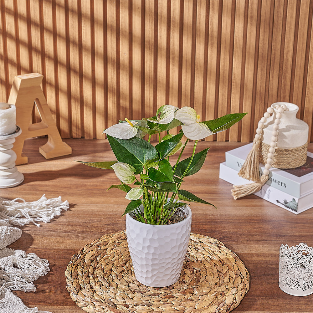 Send the White Anthurium Plant to anyone who loves a beautiful and natural plant gift, Boston delivery 