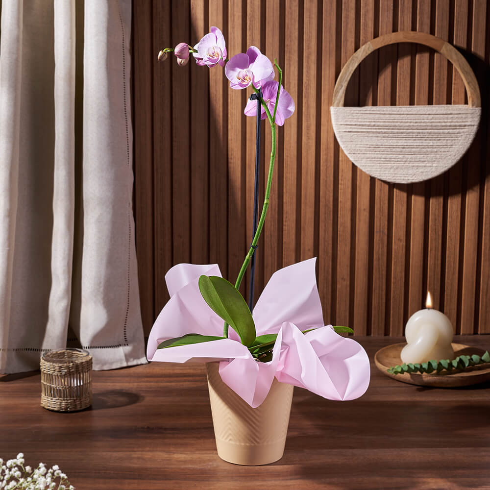 5-Inch Ceramic Pot with Purple Phalaenopsis Orchid – how the gift is presented