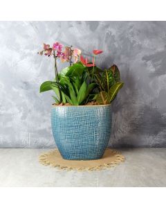 Hillcrest Floral Tropical Garden, floral gift baskets, gift baskets, succulent gift baskets